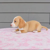 PAIGE , a female Miniature Dachshund for sale in Nappanee, IN – 3 of 3