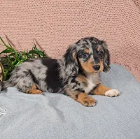 GABBY, a female Miniature Dachshund for sale in Nappanee, IN – 5 of 5