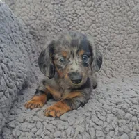 JACE, a male Miniature Dachshund for sale in Nappanee, IN – 5 of 5