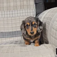 Meteor , a male Miniature Dachshund for sale in Nappanee, IN – 2 of 3