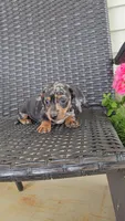 HAZEL, a female Miniature Dachshund for sale in Nappanee, IN – 2 of 3