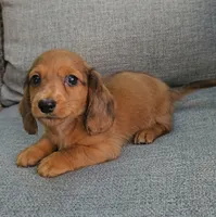 MERFY, a male Miniature Dachshund for sale in Nappanee, IN – 2 of 6
