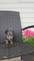 LAUREL, a female Miniature Dachshund for sale in Nappanee, IN – 2 of 4