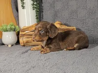 ROLO, a male Miniature Dachshund for sale in Nappanee, IN – Photo 3 of 5