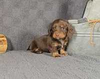 ROLO, a male Miniature Dachshund for sale in Nappanee, IN – Photo 4 of 5