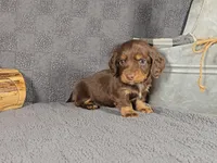 ROLO, a male Miniature Dachshund for sale in Nappanee, IN – Photo 5 of 5