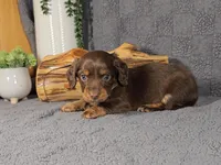 ROLO, a male Miniature Dachshund for sale in Nappanee, IN – Photo 2 of 5