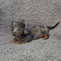 JACE, a male Miniature Dachshund for sale in Nappanee, IN – 4 of 5