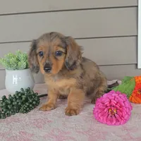 SOPHIE, a female Miniature Dachshund for sale in Nappanee, IN – 5 of 5