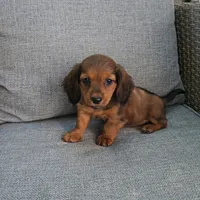 MIA, a female Miniature Dachshund for sale in Nappanee, IN – 4 of 4
