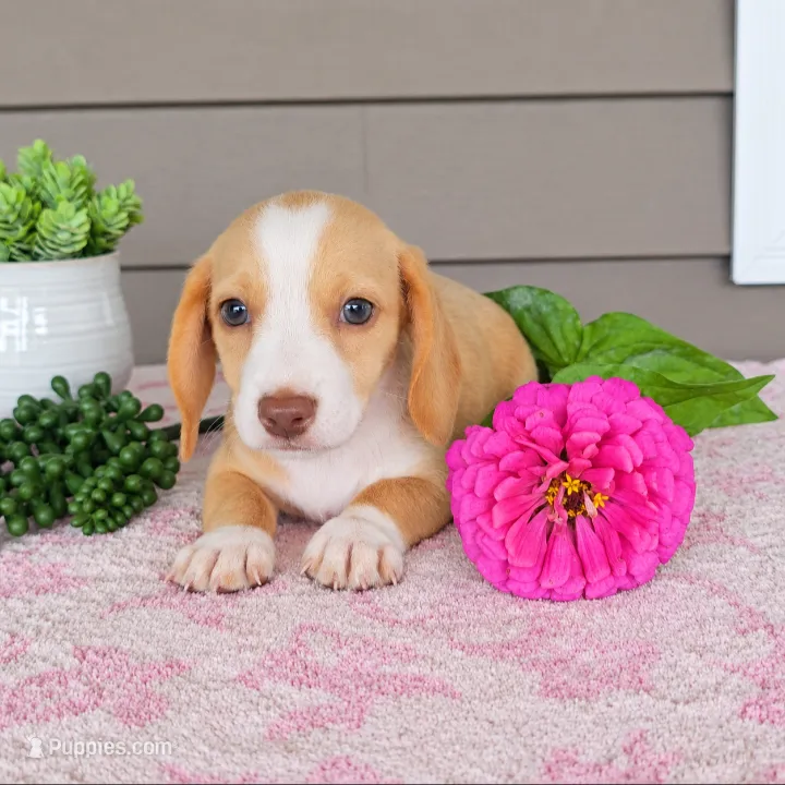 PAIGE  – Miniature Dachshund puppy for sale in Nappanee, IN