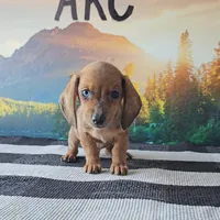 LEO, a male Miniature Dachshund for sale in Nappanee, IN – 5 of 5