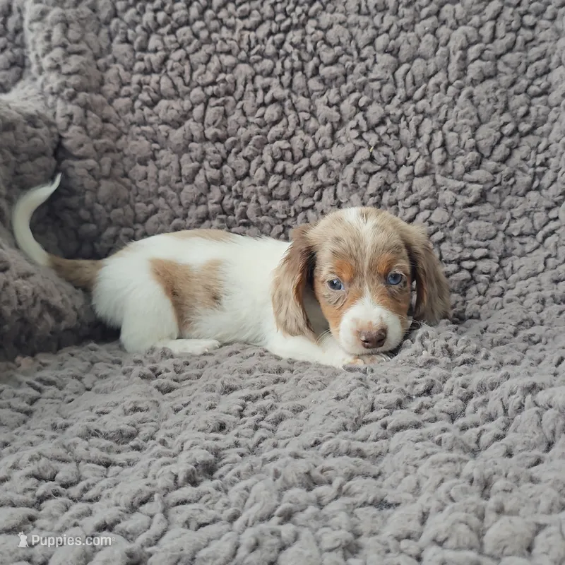 HIRO – Miniature Dachshund puppy for sale in Nappanee, IN