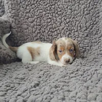 HIRO, a male Miniature Dachshund for sale in Nappanee, IN – 1 of 2