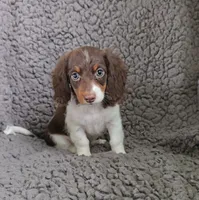 SPARKY, a male Miniature Dachshund for sale in Nappanee, IN – 2 of 3
