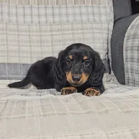 MILO, a male Miniature Dachshund for sale in Nappanee, IN – 4 of 4