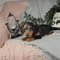 KOBE , a male Miniature Dachshund for sale in Nappanee, IN – Photo 6 of 6