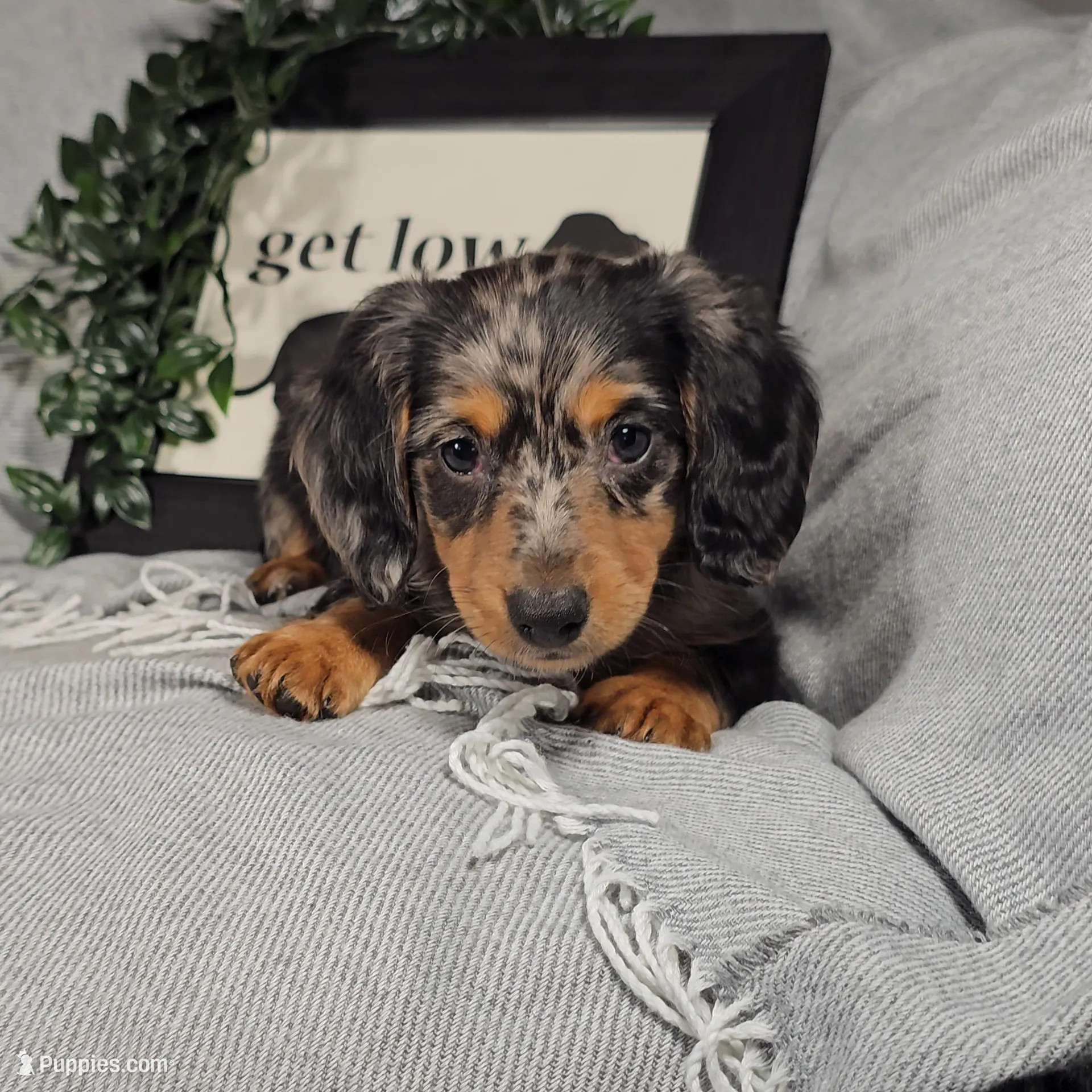 KOBE , a male Miniature Dachshund for sale in Nappanee, IN – Photo 2 of 6