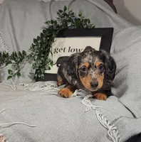 KOBE , a male Miniature Dachshund for sale in Nappanee, IN – Photo 5 of 6