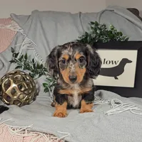 KOBE , a male Miniature Dachshund for sale in Nappanee, IN – Photo 4 of 6