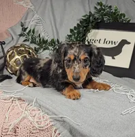 KOBE , a male Miniature Dachshund for sale in Nappanee, IN – Photo 3 of 6