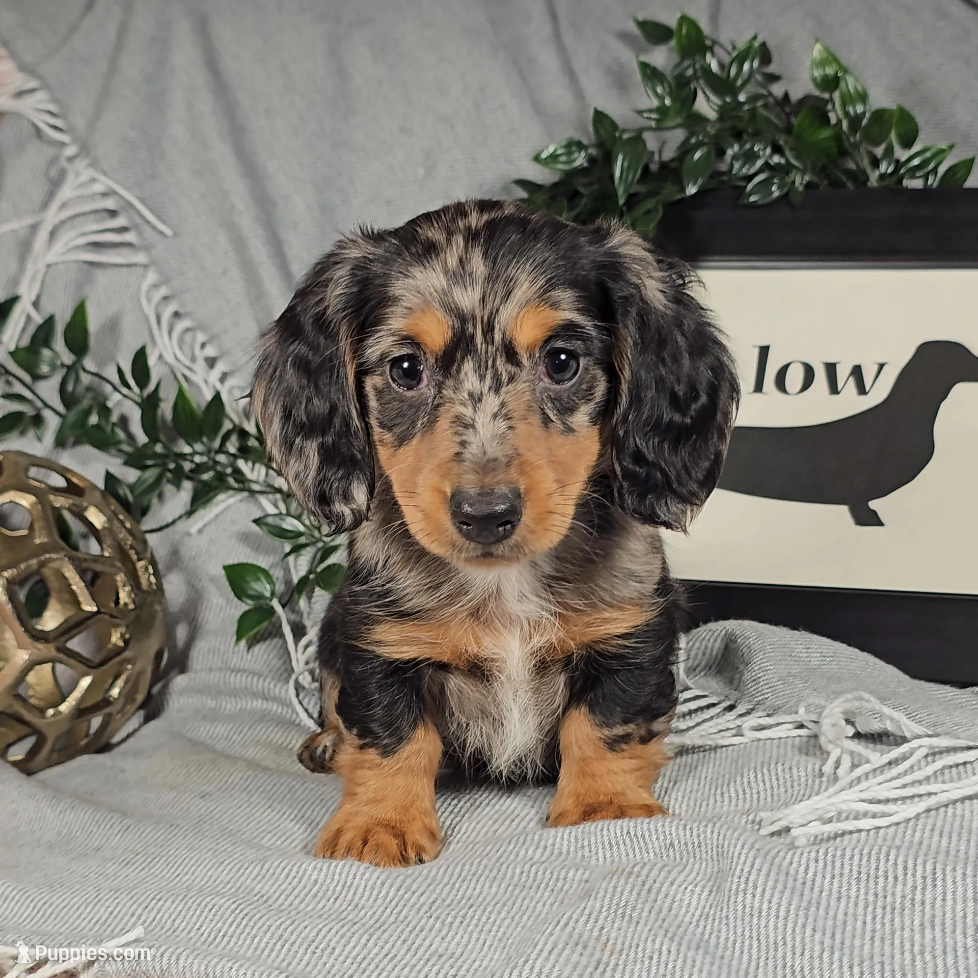 KOBE  – Miniature Dachshund puppy for sale in Nappanee, IN