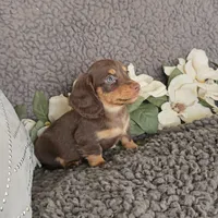 ROCKY, a male Miniature Dachshund for sale in Nappanee, IN – 5 of 5