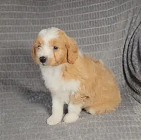 MAVERICK , a male Aussiedoodle for sale in Nappanee, IN – 3 of 4