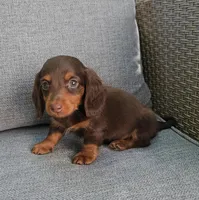 ZEB, a male Miniature Dachshund for sale in Nappanee, IN – 5 of 7