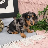 ANNABELLE , a female Miniature Dachshund for sale in Nappanee, IN – 3 of 3