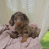 DIXIE, a female Miniature Dachshund for sale in Nappanee, IN – 4 of 5