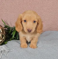 JACE, a male Miniature Dachshund for sale in Nappanee, IN – 3 of 4
