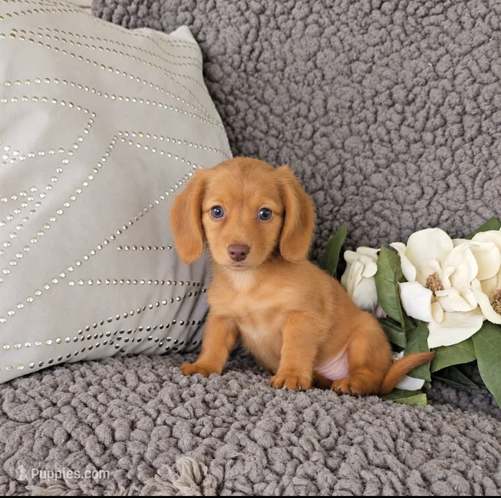 RILEY – Miniature Dachshund puppy for sale in Nappanee, IN