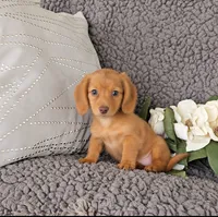 RILEY, a female Miniature Dachshund for sale in Nappanee, IN – 1 of 3