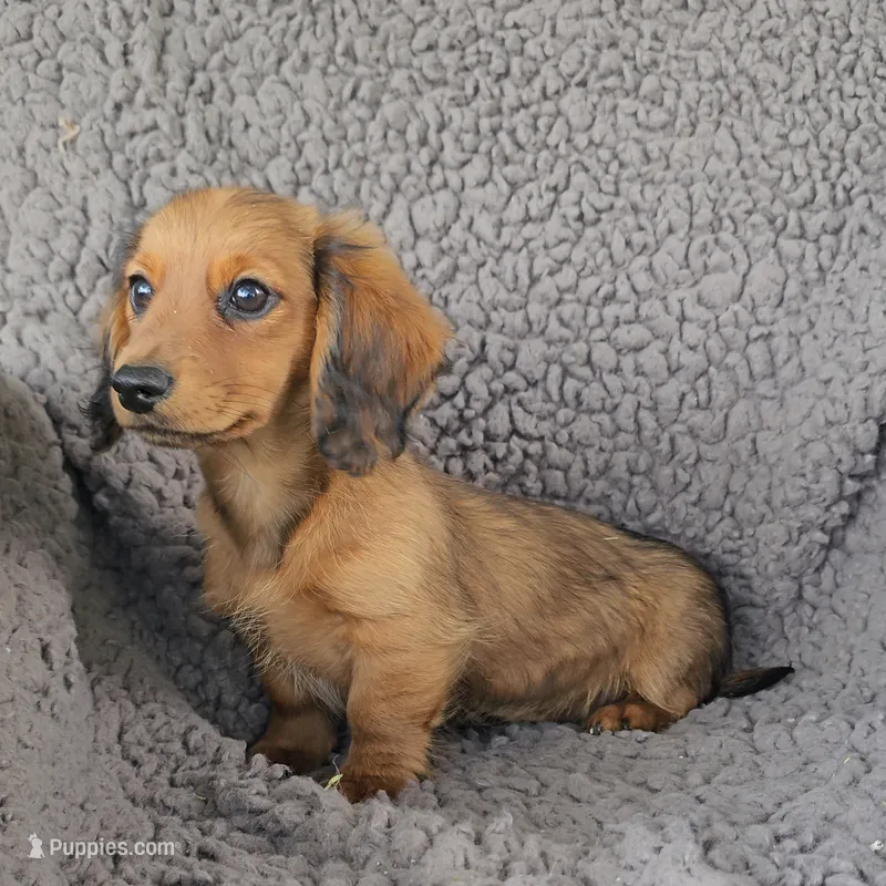 JESS – Miniature Dachshund puppy for sale in Nappanee, IN