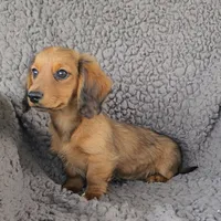 JESS, a female Miniature Dachshund for sale in Nappanee, IN – 1 of 3