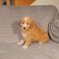 MASON, a male Aussiedoodle for sale in Nappanee, IN – 3 of 3