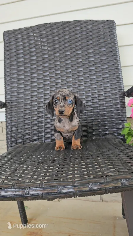 LAUREL – Miniature Dachshund puppy for sale in Nappanee, IN