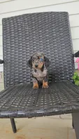 LAUREL, a female Miniature Dachshund for sale in Nappanee, IN – 1 of 4
