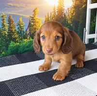 PEBBLES, a female Miniature Dachshund for sale in Nappanee, IN – 3 of 3