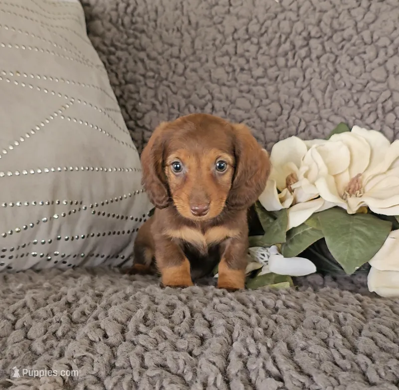 RAVEN – Miniature Dachshund puppy for sale in Nappanee, IN