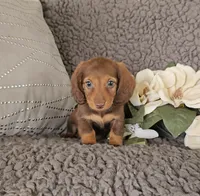 RAVEN, a female Miniature Dachshund for sale in Nappanee, IN – 1 of 3