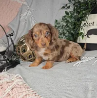 DAWN, a female Miniature Dachshund for sale in Nappanee, IN – Photo 5 of 6