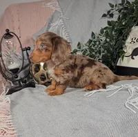 DAWN, a female Miniature Dachshund for sale in Nappanee, IN – Photo 4 of 6