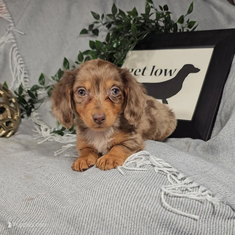 DAWN – Miniature Dachshund puppy for sale in Nappanee, IN