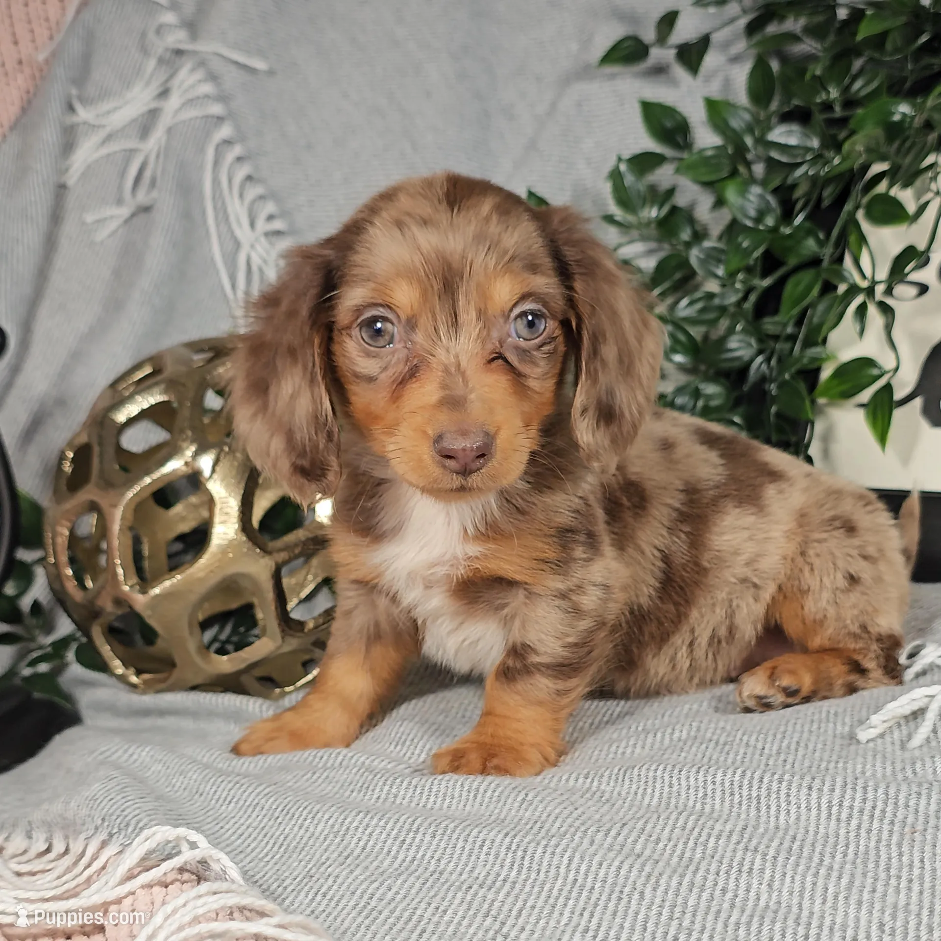 DAWN – Miniature Dachshund puppy for sale in Nappanee, IN