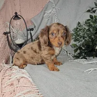 DAWN, a female Miniature Dachshund for sale in Nappanee, IN – Photo 3 of 6