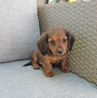 MIA, a female Miniature Dachshund for sale in Nappanee, IN – 1 of 4