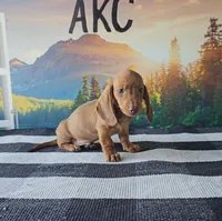 JASE, a male Miniature Dachshund for sale in Nappanee, IN – 2 of 3