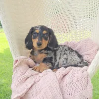 COCOA, a male Miniature Dachshund for sale in Nappanee, IN – 2 of 3